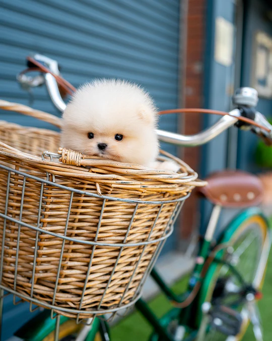Pomeranian – Dean