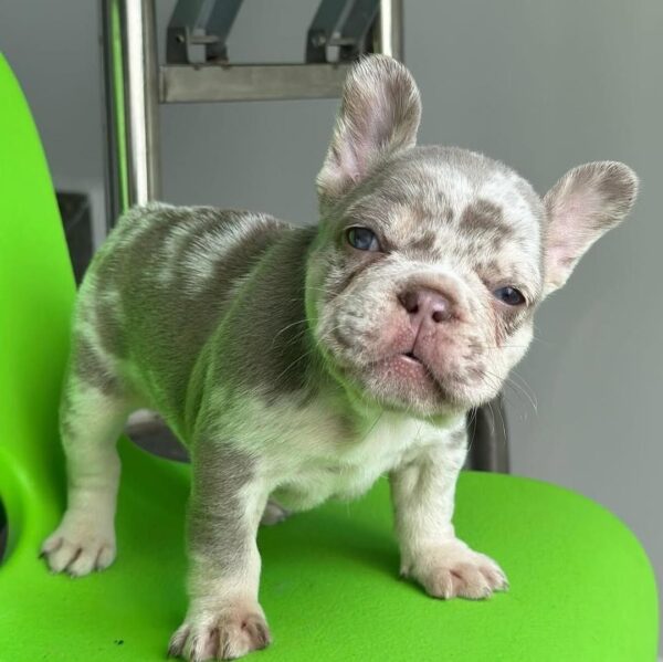 Molly