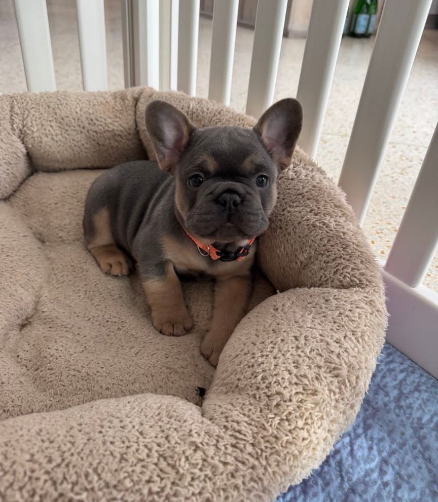 Bella
